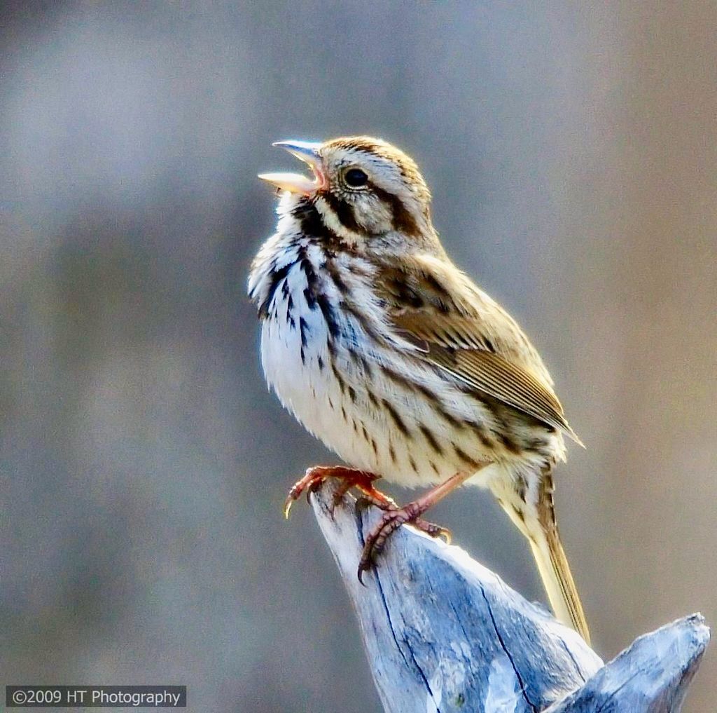 Singing Song Sparrow by Hal Trachtenberg is licensed under CC BY-NC 2.0